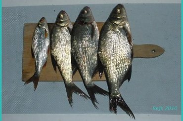 Rejs 2010 #Mazury #pies #wakacje #Zibi #żeglarstwo