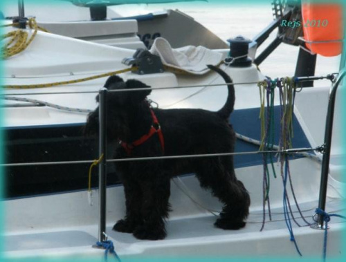Rejs 2010 #Mazury #pies #wakacje #Zibi #żeglarstwo