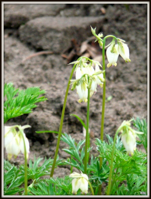 maj 2013 #ogróg