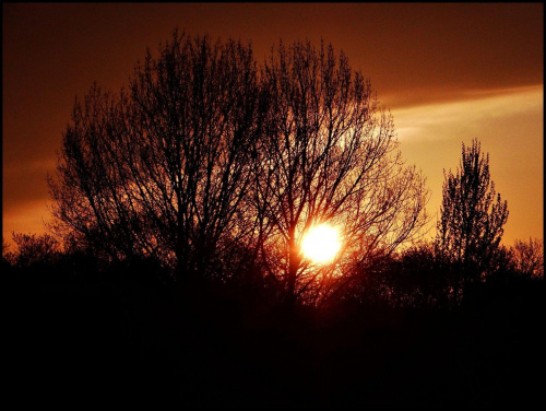 ..Wschód słońca nad Richmond Park...Dedykacja oraz pozdrowienia dla Basi/videll/..:)