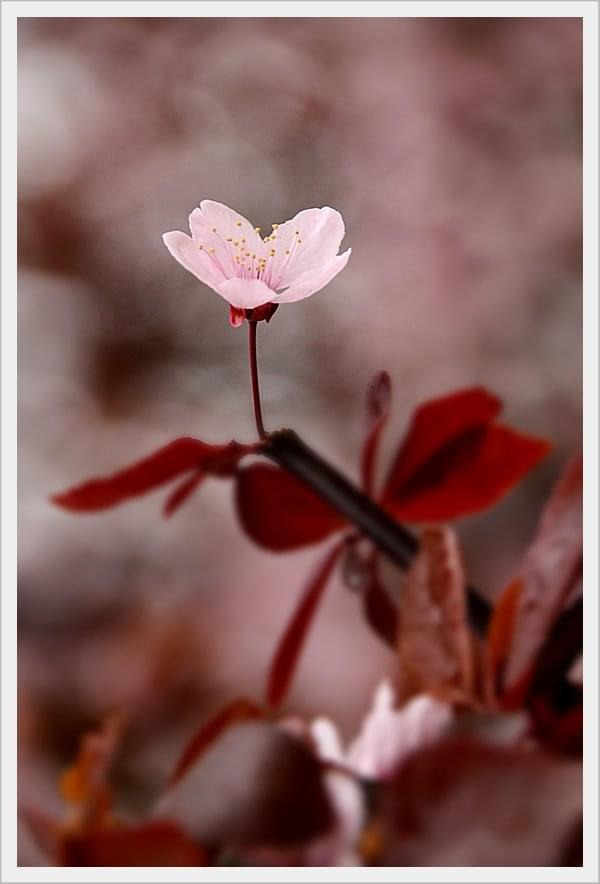 Wiosenny kwiat drzewny ...