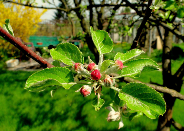 Jabłonka