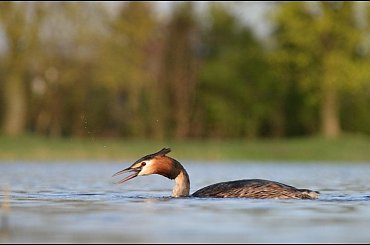 Januszek #PerkozDwuczuby