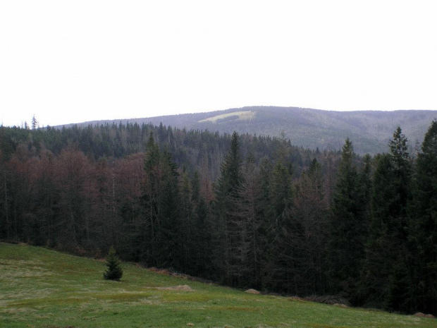 Jaworzyna Kamienica z polany Figurki Niżne #góry #beskidy #gorce #kudłoń