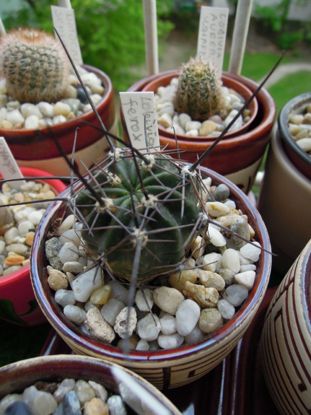Lobivia longispina, Echinopsis ferox