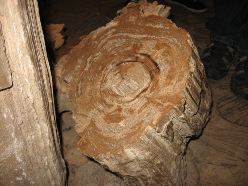 Zagroda Guciów, skamieniałe drewno - ekspozycja geologiczna, 5 05 2013 #Guciów