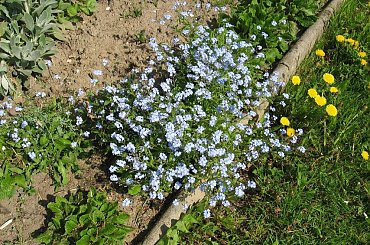 Niezapominajki #niezapominajki