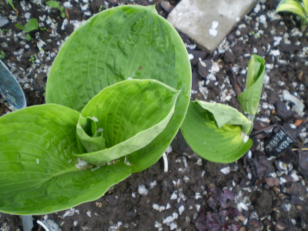 Tokudama Flavocircinalis,Dream Weaver