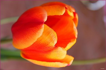 Tulipan 1 #tulipan #kwiat