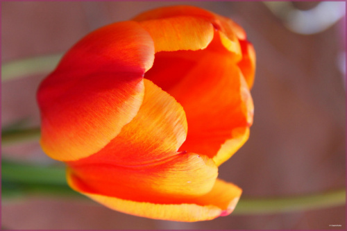 Tulipan 1 #tulipan #kwiat