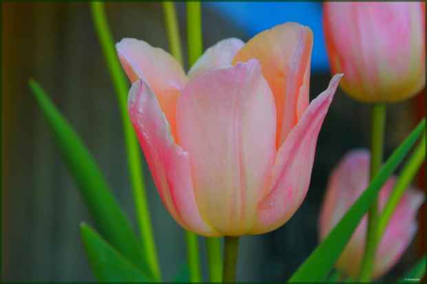 Tulipan 2 #tulipan #kwiat