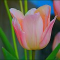Tulipan 2 #tulipan #kwiat
