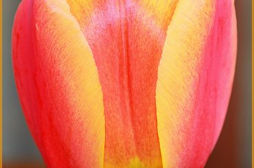 Tulipan 1 w innym ujęciu #tulipan #kwiat