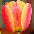 Tulipan 1 w innym ujęciu #tulipan #kwiat