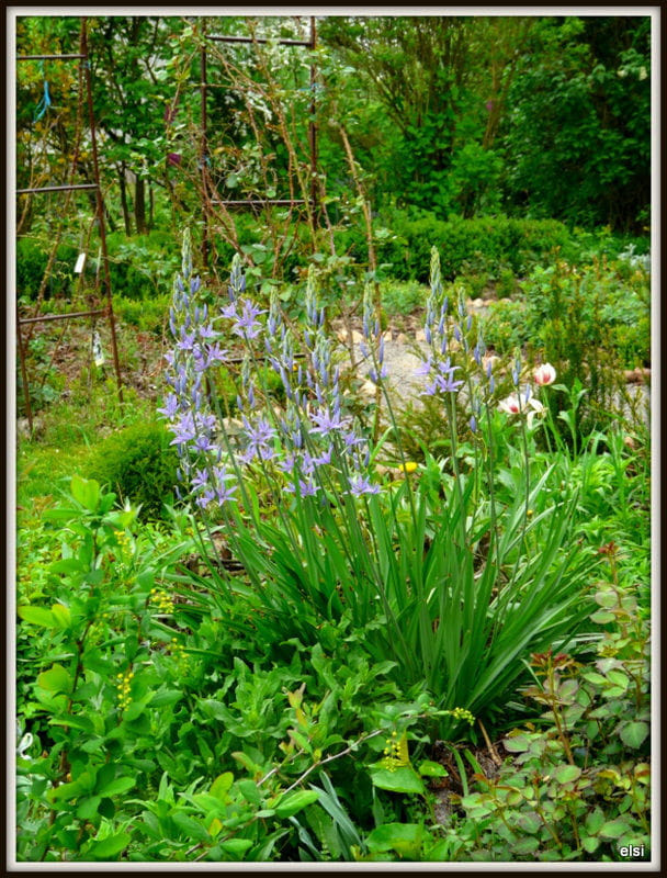 wiosna w ogrodzie #Naj2013
