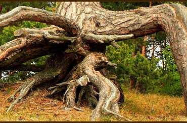 W korzeniach i w obłokach przy odrobinie wyobraźni można dostrzec ...... #drzewa #sosny #las #NadMorzem