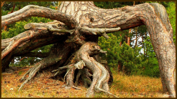 W korzeniach i w obłokach przy odrobinie wyobraźni można dostrzec ...... #drzewa #sosny #las #NadMorzem