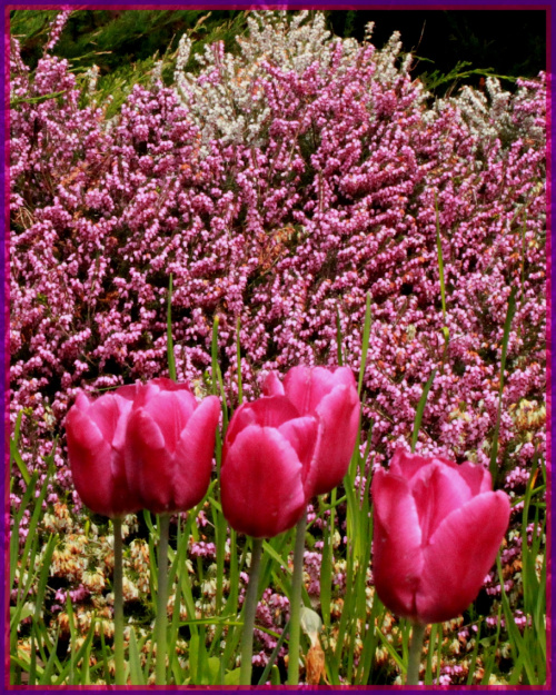Tulipany i wrzośce #kwiaty #KrzewyKwitnące #ogród #przyroda
