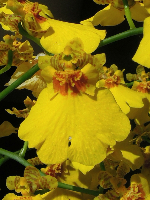 Oncidium