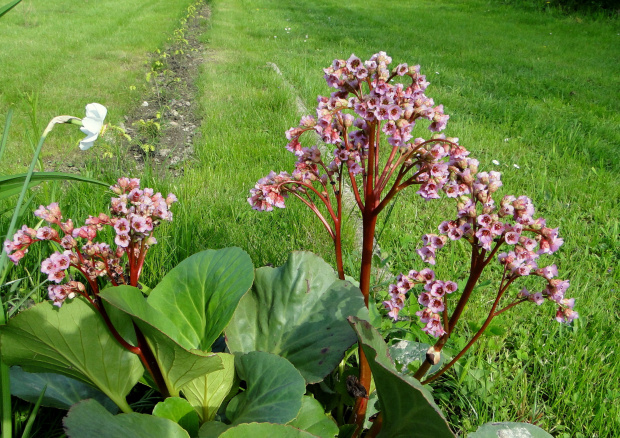 Bergenia grubolistna