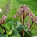 Bergenia grubolistna