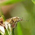 Plusknia jagodziak - Dolycoris baccarum #makro #zwierzęta #PluskniaJagodziak #DolycorisBaccarum