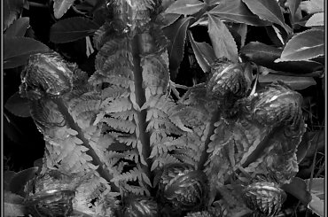 Mają młode ..... liście :) #Paproć #kwiat #roślina