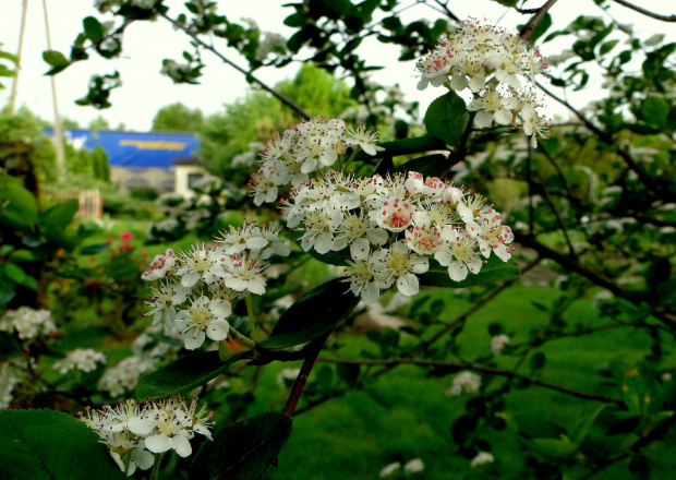 Kwitnąca aronia