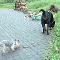 Hel Catani w DT www.rottka.pl #adopcja #Catani #fundacja #hodowla #pies #psy #rottka #rottweiler