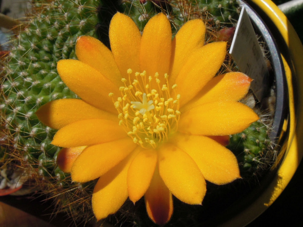 rebutia