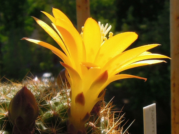 rebutia