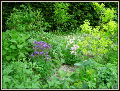 maj #ogród