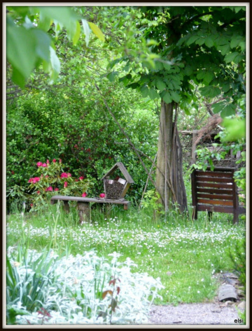 maj #ogród