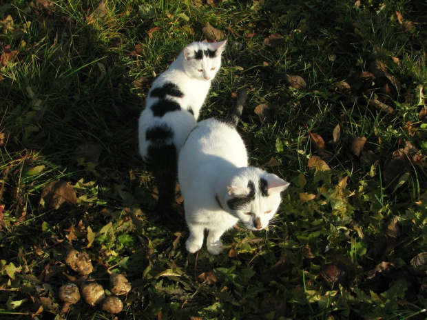 Gdzie on się schował?...