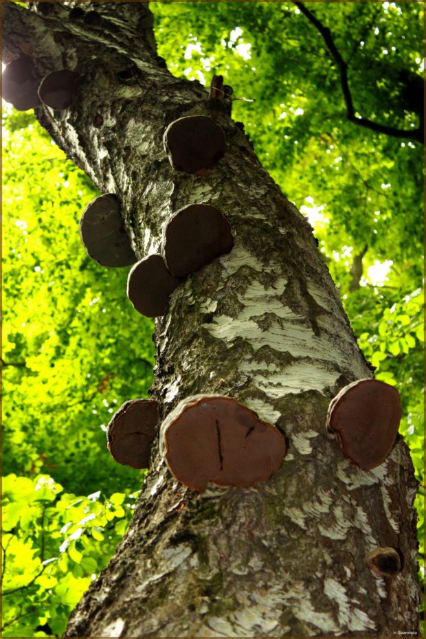 A można i na grzyby.
Na grzyby - w aromatów pełen las ... :) #Park #brzoza #huba
