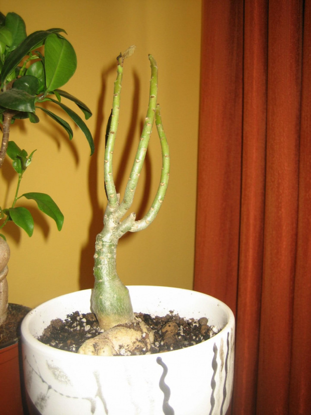 adenium