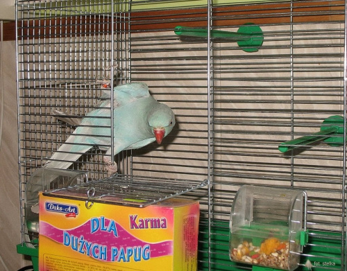 masza mała znajda - dostała nowe imię: Klara i powoli oswaja się do nowego domu, nowych warunków ... #dom #Klara #papugi #ptaki