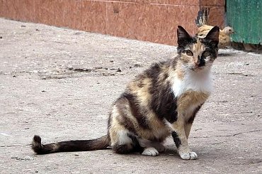 #RumuniaBanatDunajLudzie