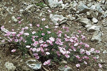 #RumuniaBanatDunajLudzie