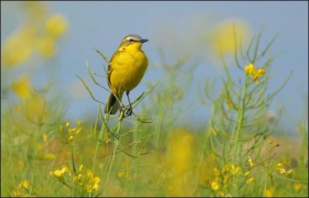Pliszka Żółta #ptak #PliszkaŻółta