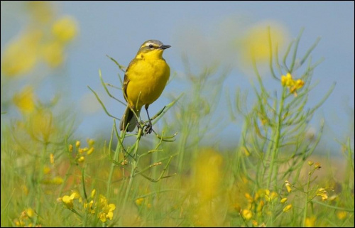 Pliszka Żółta #ptak #PliszkaŻółta