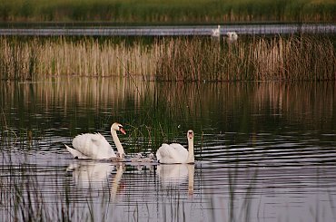 łabędzia rodzina wyrusza w rejs po stawie :) #łabędzie #staw