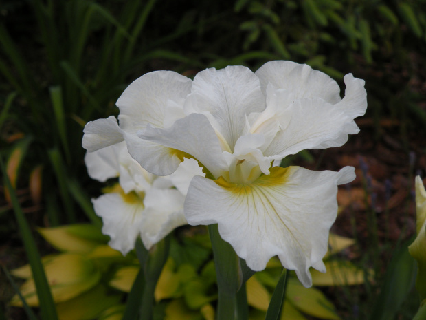 Iris sibirica 'Harpswell Happiness'