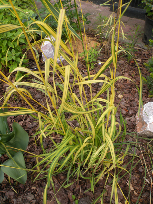 Bromus inermis 'Skinner's Gold'