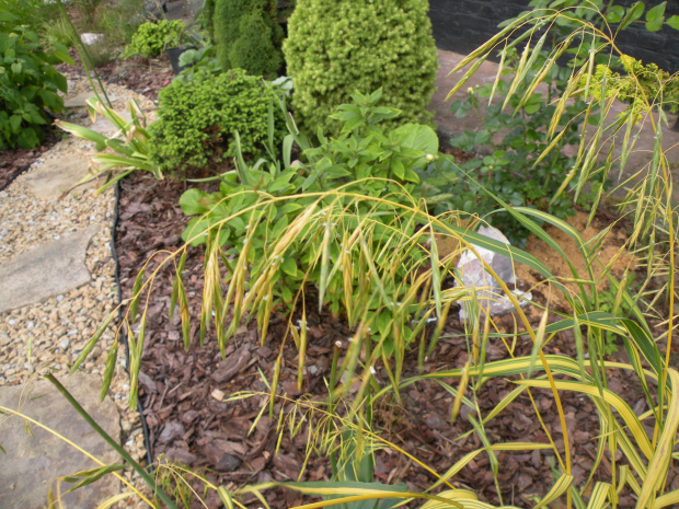 Bromus inermis 'Skinner's Gold'