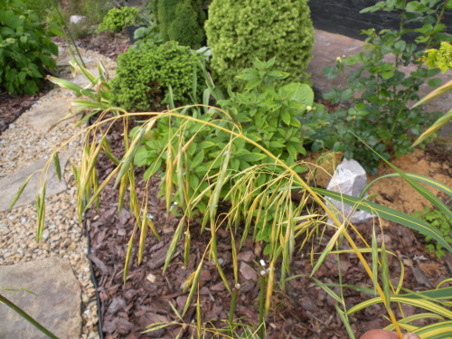 Bromus inermis 'Skinner's Gold'