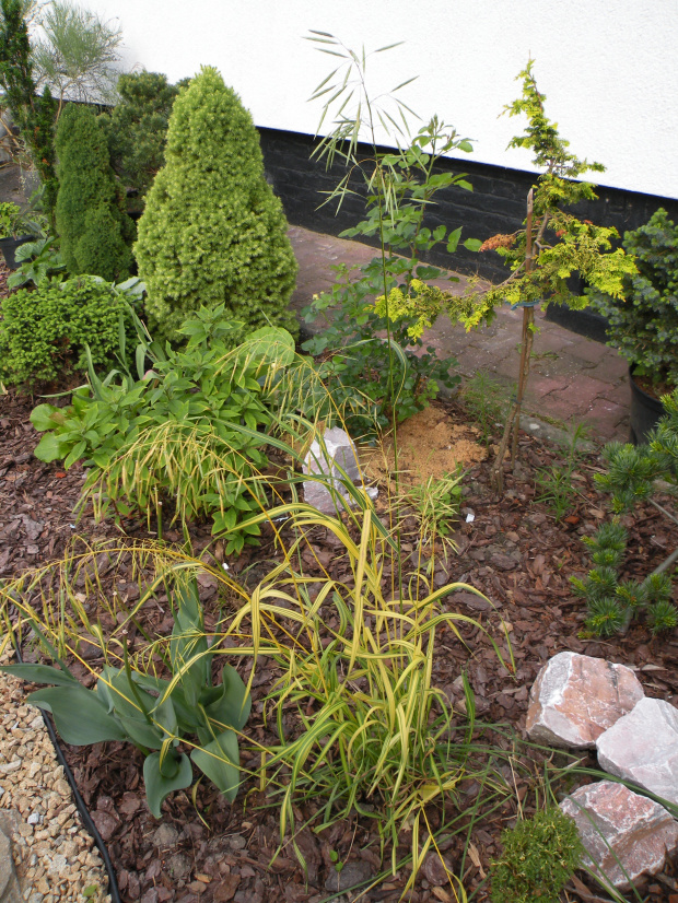 Bromus inermis 'Skinner's Gold'