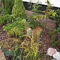 Bromus inermis 'Skinner's Gold'