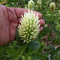 Trifolium ochroleucum