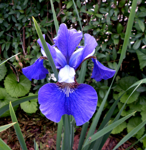 Iris sibirica 'Regency Belle'